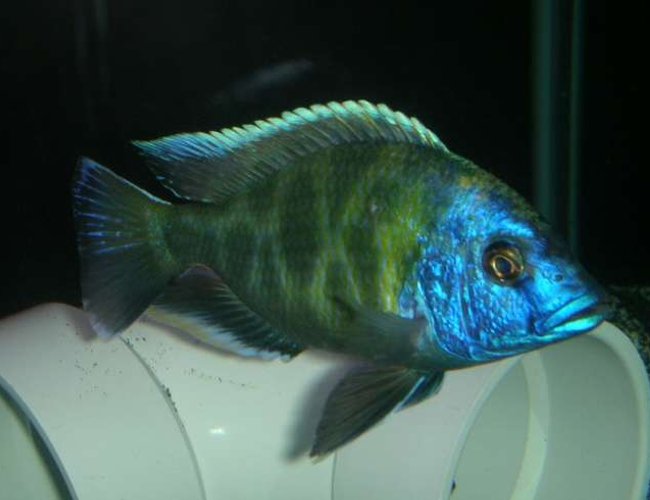 freshwater fish - nimbochromis venustus - venustus cichlid stocking in 60 gallons tank - venestus 6" freshwater fish - nimbochromis venustus - venustus cichlid stocking in 60 gallons tank - venestus 6"