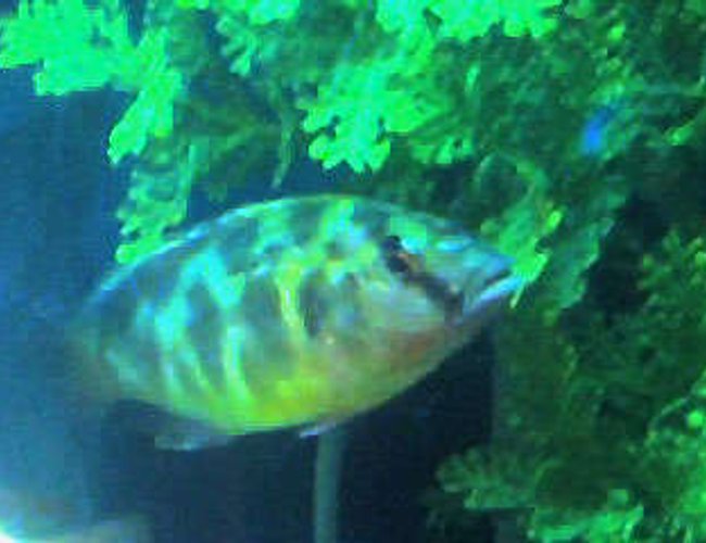 freshwater fish - nimbochromis venustus - venustus cichlid stocking in 50 gallons tank - venustus freshwater fish - nimbochromis venustus - venustus cichlid stocking in 50 gallons tank - venustus