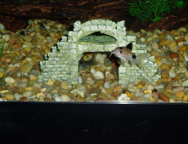 freshwater fish - corydoras panda - panda cory cat stocking in 50 gallons tank - Here's my biggest Panda Corydoras and the back end of a Peppered Corydoras under the bridge. freshwater fish - corydoras panda - panda cory cat stocking in 50 gallons tank - Here's my biggest Panda Corydoras and the back end of a Peppered Corydoras under the bridge.