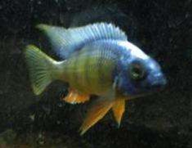 freshwater fish - protomelas steveni - taiwan reef stocking in 120 gallons tank - taiwan reef freshwater fish - protomelas steveni - taiwan reef stocking in 120 gallons tank - taiwan reef