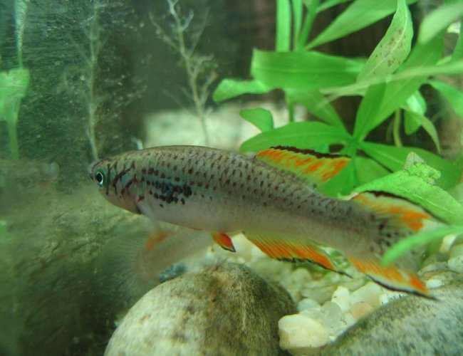 freshwater fish - simpsonichthys magnificus - magnificus killifish stocking in 38 gallons tank - Male F.P walkeri, Killi fish.
Sadley this little guy died in the summer of 2006, after 3 years of being the man of the tank. freshwater fish - simpsonichthys magnificus - magnificus killifish stocking in 38 gallons tank - Male F.P walkeri, Killi fish.
Sadley this little guy died in the summer of 2006, after 3 years of being the man of the tank.