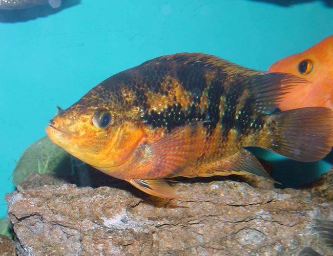 freshwater fish - herichthys cynoguttatus - texas cichlid stocking in 150 gallons tank - What do you get when you cross a Red Devil and a Texas Cichlid? This fine looking specimen. Almost an iridescent orange/yellow on the belly and black bands on the body freshwater fish - herichthys cynoguttatus - texas cichlid stocking in 150 gallons tank - What do you get when you cross a Red Devil and a Texas Cichlid? This fine looking specimen. Almost an iridescent orange/yellow on the belly and black bands on the body