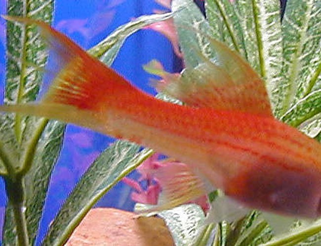 freshwater fish - xiphophorus helleri - assorted swordtail stocking in 50 gallons tank - female swordtail - one of our favorites - died last week - RIP freshwater fish - xiphophorus helleri - assorted swordtail stocking in 50 gallons tank - female swordtail - one of our favorites - died last week - RIP