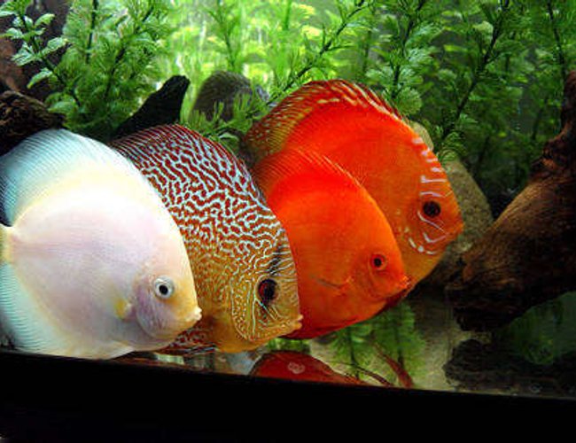 freshwater fish - symphysodon sp. - snow white discus stocking in 60 gallons tank - Four Adults Only!!!
White Diamond, Checkerboard, Scarlet, and Pigeon Blood. freshwater fish - symphysodon sp. - snow white discus stocking in 60 gallons tank - Four Adults Only!!!
White Diamond, Checkerboard, Scarlet, and Pigeon Blood.