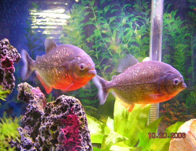 freshwater fish - pygocentrus nattereri - redbellied pirhana stocking in 55 gallons tank - two 6" red belly peranah freshwater fish - pygocentrus nattereri - redbellied pirhana stocking in 55 gallons tank - two 6" red belly peranah