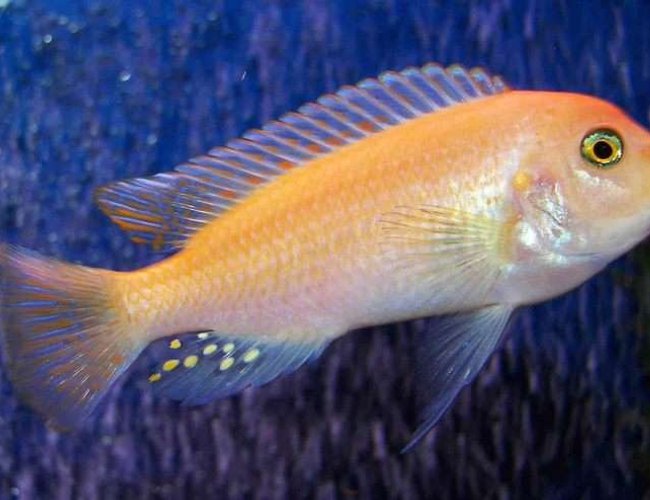freshwater fish - pseudotropheus estherae - red zebra cichlid stocking in 55 gallons tank - Red Zebra freshwater fish - pseudotropheus estherae - red zebra cichlid stocking in 55 gallons tank - Red Zebra