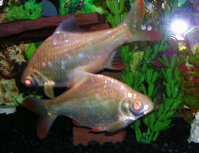 freshwater fish - barbus schwanefeldi - tinfoil red tail barb stocking in 20 gallons tank - albino tinfoil barb freshwater fish - barbus schwanefeldi - tinfoil red tail barb stocking in 20 gallons tank - albino tinfoil barb