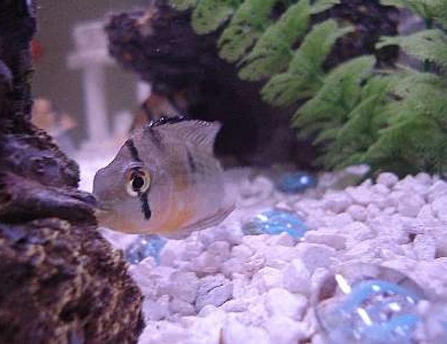 freshwater fish - cleithracara maronii - keyhole cichlid stocking in 30 gallons tank - Does anyone what type of fish this is? freshwater fish - cleithracara maronii - keyhole cichlid stocking in 30 gallons tank - Does anyone what type of fish this is?