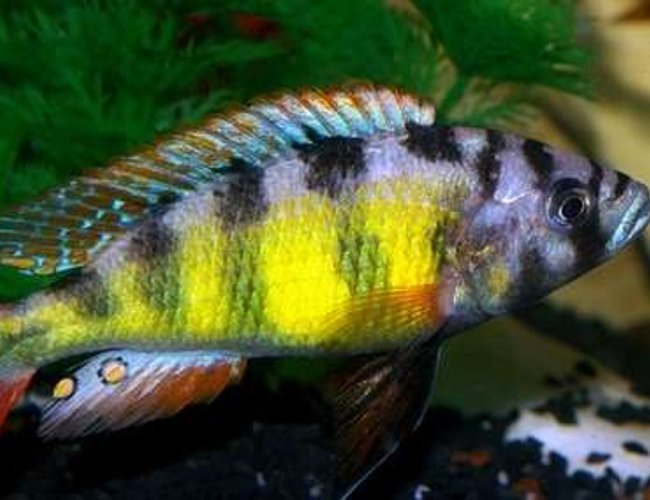 freshwater fish - haplochromis sp. 44 - red tail stocking in 40 gallons tank - My Dominant Male Hap SP44 "Thick Skin" Lake Victorian Cichlid freshwater fish - haplochromis sp. 44 - red tail stocking in 40 gallons tank - My Dominant Male Hap SP44 "Thick Skin" Lake Victorian Cichlid