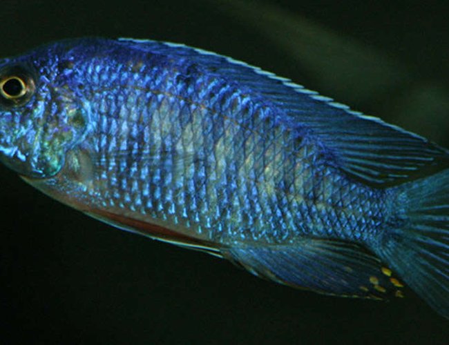 freshwater fish - aulonocara stuartgranti - peacock cichlid stocking in 155 gallons tank - My royal peacock freshwater fish - aulonocara stuartgranti - peacock cichlid stocking in 155 gallons tank - My royal peacock