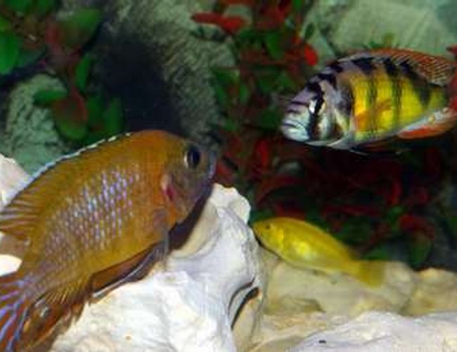 freshwater fish - haplochromis sp. 44 - red tail stocking in 40 gallons tank - Peacock & Hap44......ready for a fight! As dominant as my Hap44 is.....my Maleri will not let him near his cave,and the Hap always backs down. freshwater fish - haplochromis sp. 44 - red tail stocking in 40 gallons tank - Peacock & Hap44......ready for a fight! As dominant as my Hap44 is.....my Maleri will not let him near his cave,and the Hap always backs down.