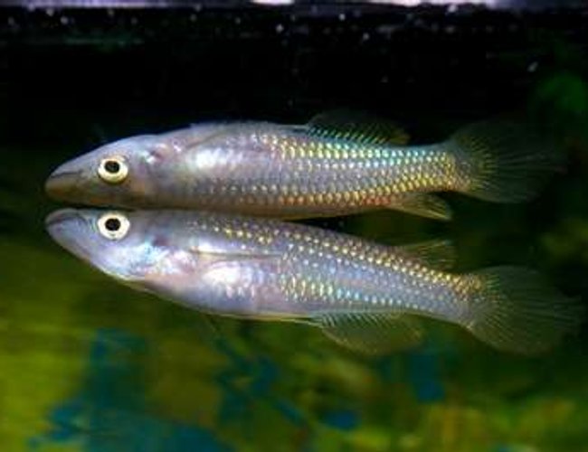 freshwater fish - simpsonichthys magnificus - magnificus killifish stocking in 40 gallons tank - Is this one Golden Wonder Killie....or two? Didn't see the reflection until after the picture was downloaded freshwater fish - simpsonichthys magnificus - magnificus killifish stocking in 40 gallons tank - Is this one Golden Wonder Killie....or two? Didn't see the reflection until after the picture was downloaded