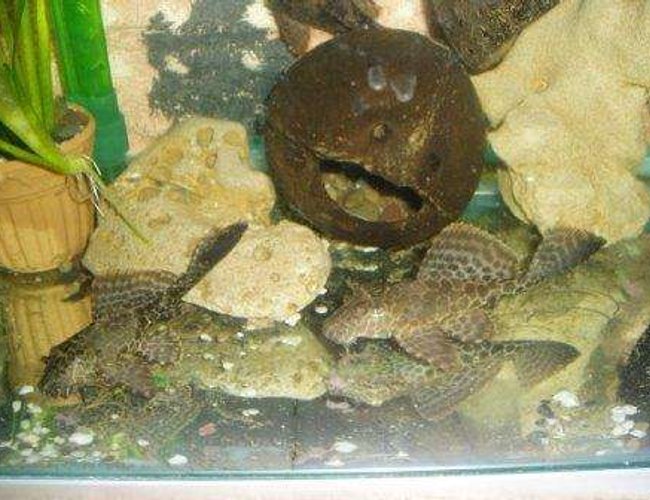freshwater fish - pseudoacanthicus spinosus - chocolate chip spiny pleco (l-160) stocking in 70 gallons tank - pleco freshwater fish - pseudoacanthicus spinosus - chocolate chip spiny pleco (l-160) stocking in 70 gallons tank - pleco