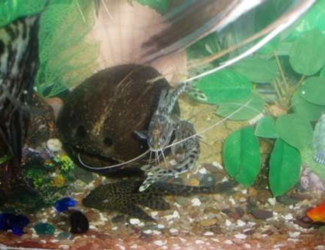 freshwater fish - pseudoplatystoma fasciatum - tiger shovelnose cat stocking in 70 gallons tank - poisson chat freshwater fish - pseudoplatystoma fasciatum - tiger shovelnose cat stocking in 70 gallons tank - poisson chat