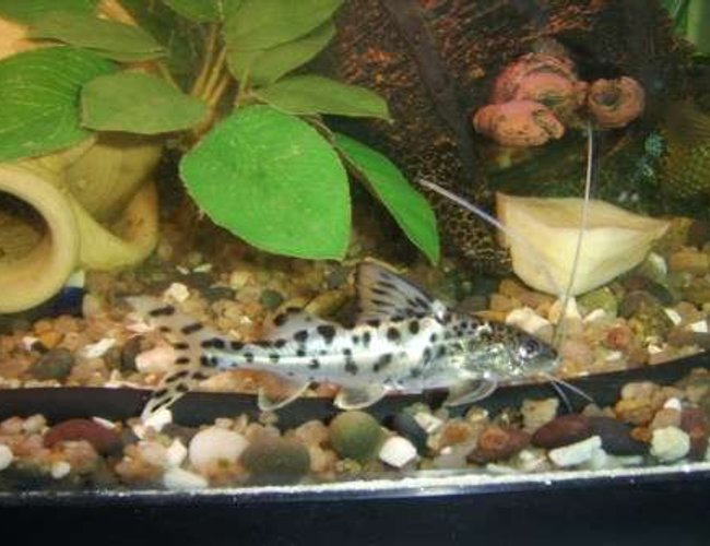freshwater fish - arius jordani - columbian shark stocking in 70 gallons tank - poisson chat 1 freshwater fish - arius jordani - columbian shark stocking in 70 gallons tank - poisson chat 1