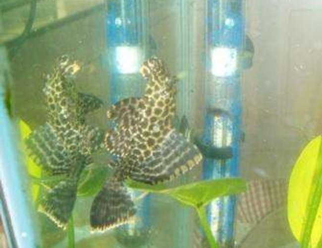 freshwater fish - pseudoacanthicus leopardus - redtail leopard pleco (l-114) stocking in 70 gallons tank - pleco freshwater fish - pseudoacanthicus leopardus - redtail leopard pleco (l-114) stocking in 70 gallons tank - pleco