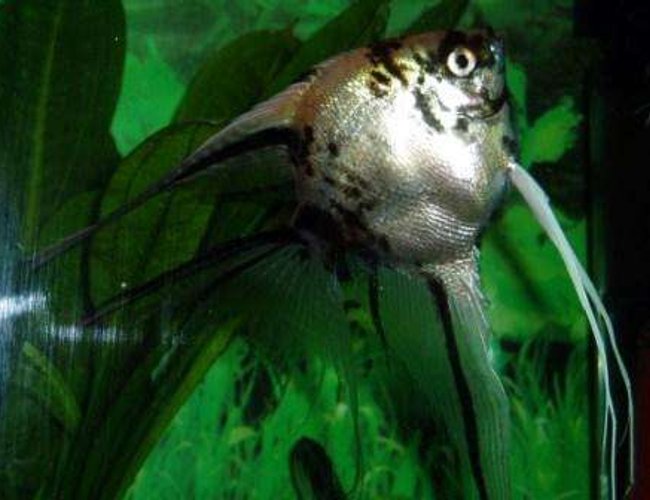 freshwater fish - pterophyllum scalare - assorted veil angel stocking in 70 gallons tank - ANGEL FISH freshwater fish - pterophyllum scalare - assorted veil angel stocking in 70 gallons tank - ANGEL FISH