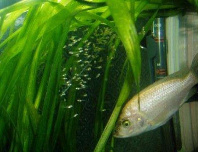 freshwater fish - pseudotropheus polit - polit cichlid stocking in 70 gallons tank - CICLIDE freshwater fish - pseudotropheus polit - polit cichlid stocking in 70 gallons tank - CICLIDE