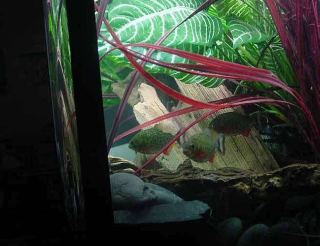 freshwater fish - pygocentrus nattereri - redbellied pirhana stocking in 90 gallons tank - Juvenile Red Belly Piranha Possing freshwater fish - pygocentrus nattereri - redbellied pirhana stocking in 90 gallons tank - Juvenile Red Belly Piranha Possing