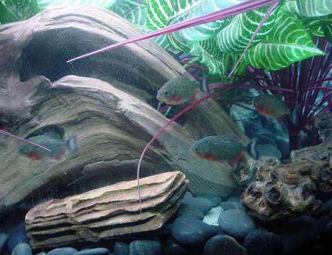 freshwater fish - pygocentrus nattereri - redbellied pirhana stocking in 90 gallons tank - Juvenile Piranha Enjoy The Current freshwater fish - pygocentrus nattereri - redbellied pirhana stocking in 90 gallons tank - Juvenile Piranha Enjoy The Current