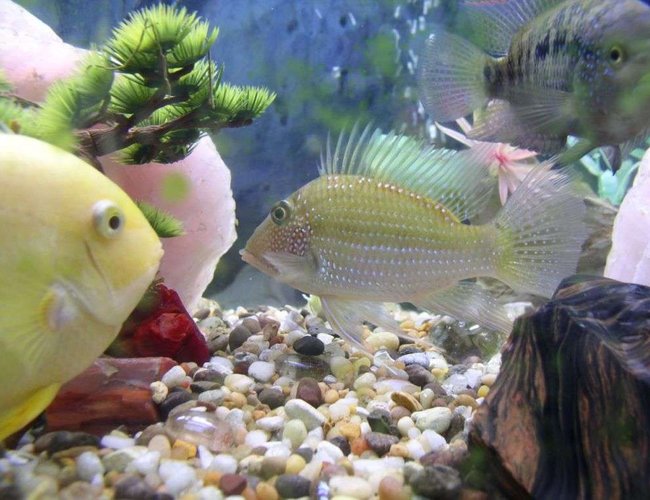freshwater fish - geophagus jurupari - demon fish stocking in 175 gallons tank - geo jurapari
gold sevrum
jack dempsey freshwater fish - geophagus jurupari - demon fish stocking in 175 gallons tank - geo jurapari
gold sevrum
jack dempsey
