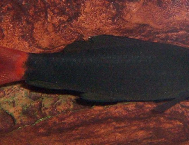 freshwater fish - epalzeorhynchos bicolor - redtail shark stocking in 55 gallons tank - red tailed shark freshwater fish - epalzeorhynchos bicolor - redtail shark stocking in 55 gallons tank - red tailed shark