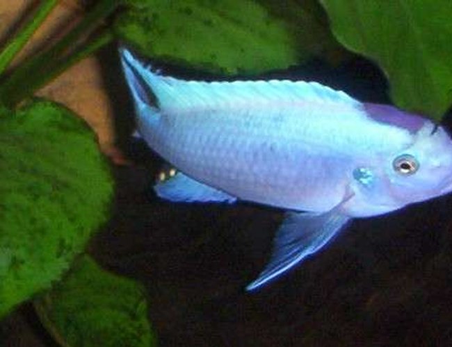 freshwater fish - maylandia callainos - blue cobalt cichlid - This is one of my Cobalt Blues freshwater fish - maylandia callainos - blue cobalt cichlid - This is one of my Cobalt Blues