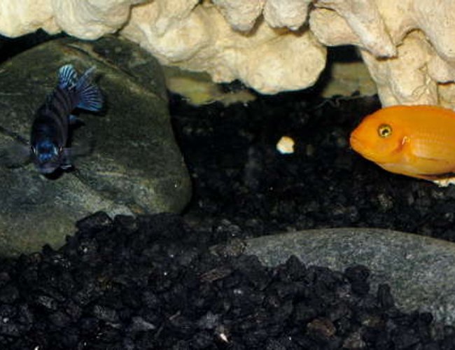 freshwater fish - pseudotropheus estherae - red zebra cichlid stocking in 32767 gallons tank - Mixed Mbuna Cichlid Aquarium freshwater fish - pseudotropheus estherae - red zebra cichlid stocking in 32767 gallons tank - Mixed Mbuna Cichlid Aquarium