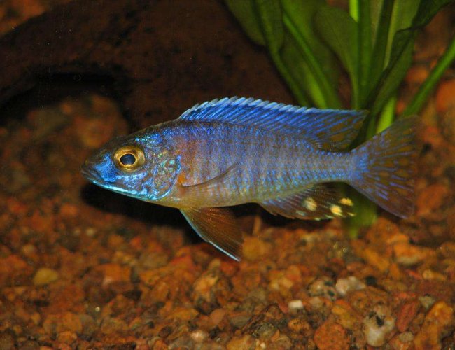 freshwater fish - aulonocara jacobfreibergi - otter point peacock stocking in 50 gallons tank - Peacock freshwater fish - aulonocara jacobfreibergi - otter point peacock stocking in 50 gallons tank - Peacock