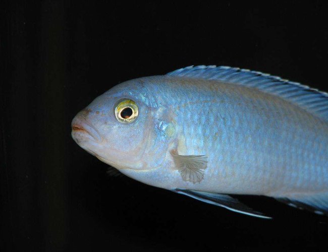 freshwater fish - pseudotropheus socolofi - powder blue cichlid stocking in 50 gallons tank - Pseudotropheus Socolofi freshwater fish - pseudotropheus socolofi - powder blue cichlid stocking in 50 gallons tank - Pseudotropheus Socolofi