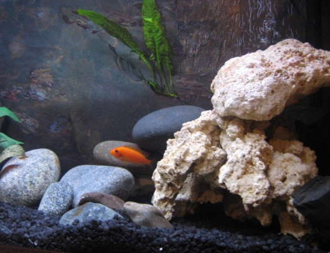 freshwater fish - pseudotropheus estherae - red zebra cichlid stocking in 32767 gallons tank - happy fish freshwater fish - pseudotropheus estherae - red zebra cichlid stocking in 32767 gallons tank - happy fish