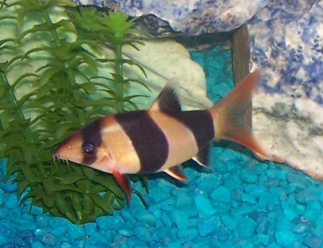 freshwater fish - botia macracantha - clown loach stocking in 55 gallons tank - clown loach freshwater fish - botia macracantha - clown loach stocking in 55 gallons tank - clown loach