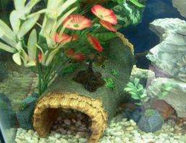 freshwater fish - pseudoacanthicus leopardus - redtail leopard pleco (l-114) stocking in 55 gallons tank - One of my Leopard Plecos freshwater fish - pseudoacanthicus leopardus - redtail leopard pleco (l-114) stocking in 55 gallons tank - One of my Leopard Plecos