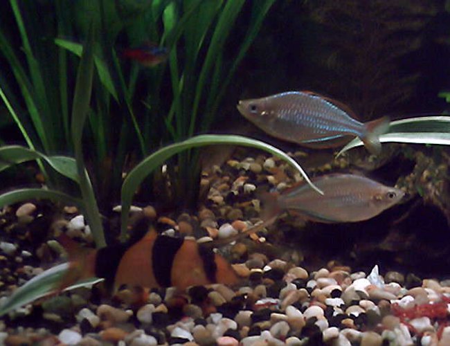 freshwater fish - botia macracantha - clown loach stocking in 35 gallons tank - 2 dwarf neon rainbows and 1of4 (like 7 of 9 ) the clown loach. freshwater fish - botia macracantha - clown loach stocking in 35 gallons tank - 2 dwarf neon rainbows and 1of4 (like 7 of 9 ) the clown loach.