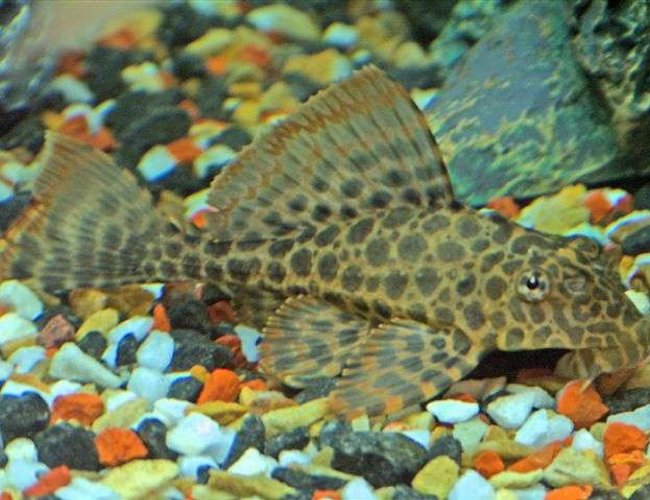 freshwater fish - hypostomus sp. - para pleco (l075) stocking in 40 gallons tank - Adult Plecostomus freshwater fish - hypostomus sp. - para pleco (l075) stocking in 40 gallons tank - Adult Plecostomus