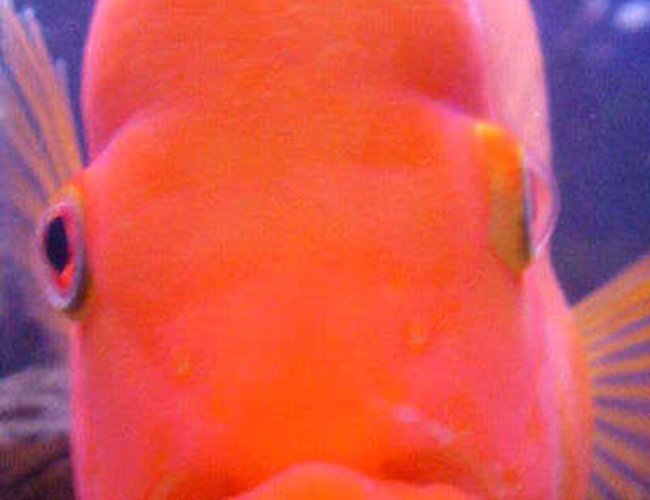 freshwater fish - amphilophus labiatus - red devil stocking in 46 gallons tank - "Big Lou", our 10 inch Red Devil freshwater fish - amphilophus labiatus - red devil stocking in 46 gallons tank - "Big Lou", our 10 inch Red Devil