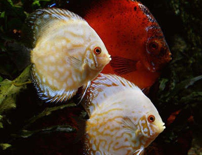 freshwater fish - symphysodon sp. - snakeskin discus stocking in 180 gallons tank - A new pair of white butterfly discus, I picked them up from Great Lakes Discus last week and they have settled right in with all of their tank mates and eating like little pigs. freshwater fish - symphysodon sp. - snakeskin discus stocking in 180 gallons tank - A new pair of white butterfly discus, I picked them up from Great Lakes Discus last week and they have settled right in with all of their tank mates and eating like little pigs.