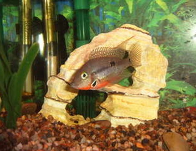 freshwater fish - thorichthys meeki - firemouth cichlid stocking in 125 gallons tank - firemouth cichlid freshwater fish - thorichthys meeki - firemouth cichlid stocking in 125 gallons tank - firemouth cichlid