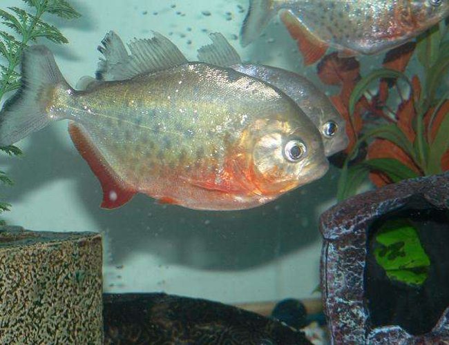 freshwater fish - pygocentrus nattereri - redbellied pirhana stocking in 70 gallons tank - my big guy freshwater fish - pygocentrus nattereri - redbellied pirhana stocking in 70 gallons tank - my big guy