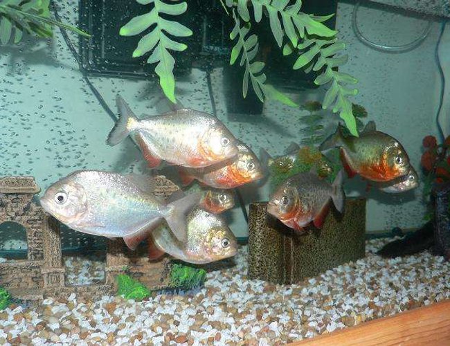 freshwater fish - pygocentrus nattereri - redbellied pirhana stocking in 70 gallons tank - RED BELLY PIRANHAS freshwater fish - pygocentrus nattereri - redbellied pirhana stocking in 70 gallons tank - RED BELLY PIRANHAS