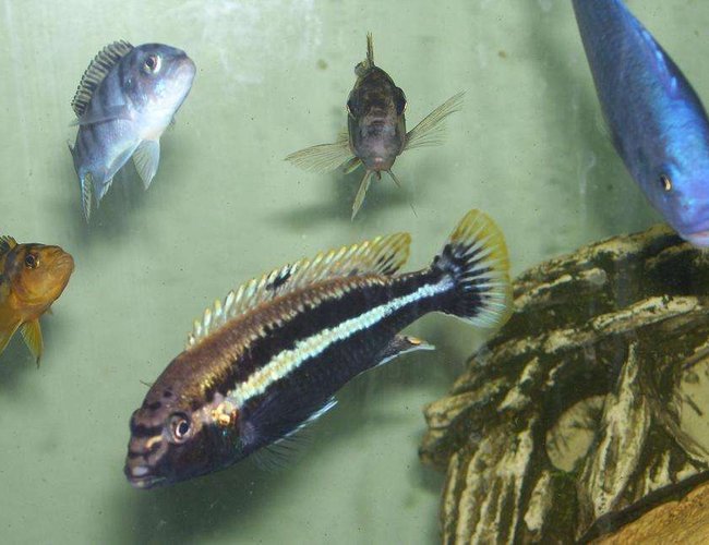 freshwater fish - melanochromis auratus - auratus stocking in 55 gallons tank - my male auratus with friends freshwater fish - melanochromis auratus - auratus stocking in 55 gallons tank - my male auratus with friends