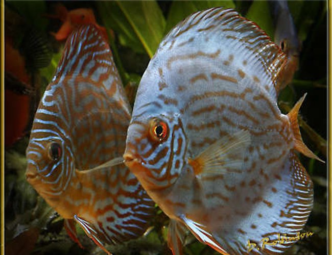 freshwater fish - symphysodon aequifasciata - royal blue discus stocking in 180 gallons tank - Two Red and Blue Discus who seemed to have buddied up. freshwater fish - symphysodon aequifasciata - royal blue discus stocking in 180 gallons tank - Two Red and Blue Discus who seemed to have buddied up.