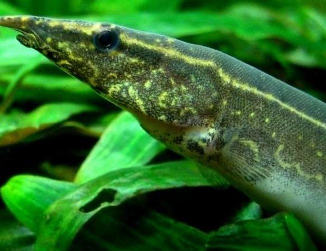 freshwater fish - macrognathus siamensis - peacock eel stocking in 53 gallons tank - Spot-Finned Spiny Eel freshwater fish - macrognathus siamensis - peacock eel stocking in 53 gallons tank - Spot-Finned Spiny Eel