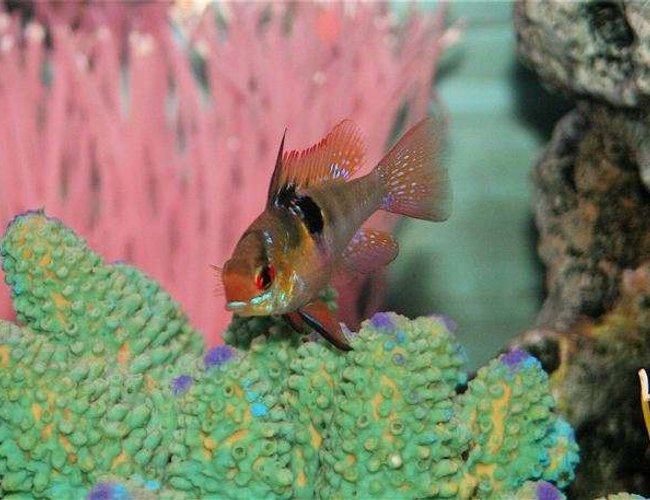 freshwater fish - papiliochromis ramirezi - german blue ram stocking in 75 gallons tank - german blue ram freshwater fish - papiliochromis ramirezi - german blue ram stocking in 75 gallons tank - german blue ram