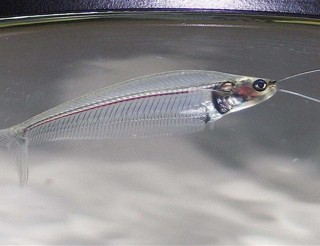freshwater fish - kryptopterus bicirrhis - ghost glass cat stocking in 75 gallons tank - Closeup of Asian Glasscat freshwater fish - kryptopterus bicirrhis - ghost glass cat stocking in 75 gallons tank - Closeup of Asian Glasscat