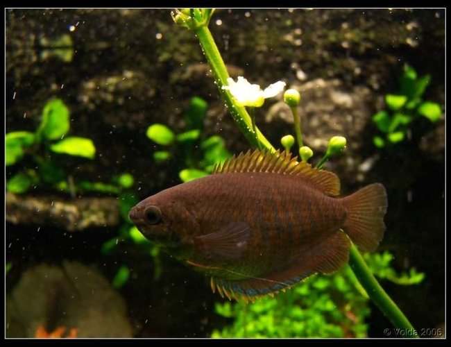 freshwater fish - colisa fasciata - giant gourami stocking in 103 gallons tank - Colisa fasciata freshwater fish - colisa fasciata - giant gourami stocking in 103 gallons tank - Colisa fasciata
