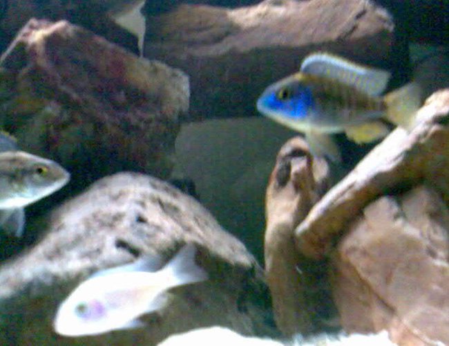 freshwater fish - protomelas ornatus stocking in 32 gallons tank - White Knight and Male and Female Protomelas Ornatus? freshwater fish - protomelas ornatus stocking in 32 gallons tank - White Knight and Male and Female Protomelas Ornatus?