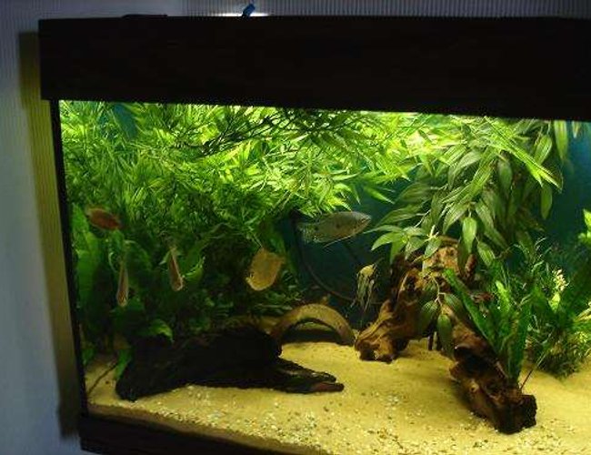 freshwater fish - metynnis argenteus - silver dollar stocking in 40 gallons tank - My three dollars freshwater fish - metynnis argenteus - silver dollar stocking in 40 gallons tank - My three dollars