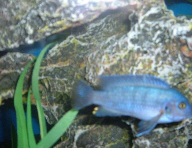 freshwater fish - maylandia callainos - blue cobalt cichlid stocking in 55 gallons tank - Cichlid freshwater fish - maylandia callainos - blue cobalt cichlid stocking in 55 gallons tank - Cichlid