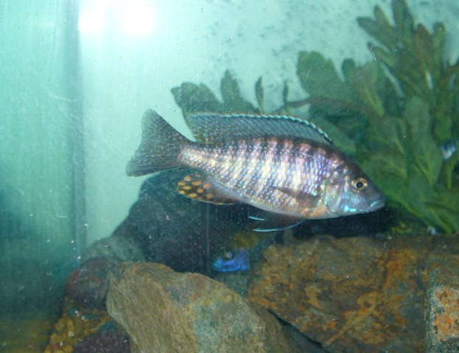 freshwater fish - aulonocara stuartgranti - peacock cichlid stocking in 55 gallons tank - my strawberry peacock freshwater fish - aulonocara stuartgranti - peacock cichlid stocking in 55 gallons tank - my strawberry peacock